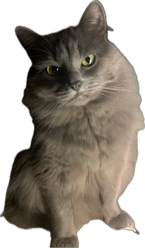 Котик — частинка сім'ї